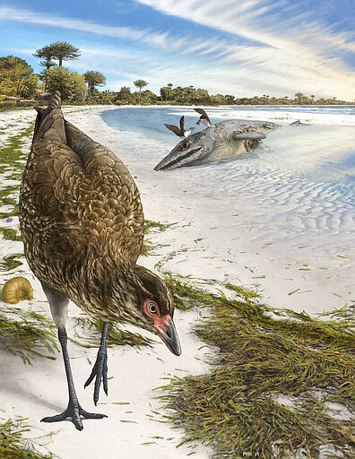 This illustration by Phillip Krzeminski provided by researchers in March 2020 shows the world's oldest modern bird, Asteriornis maastrichtensis, nicknamed the &quot;Wonderchicken,&quot; in its original environment. About 66.7 million years ago parts of Belgium were covered by a shallow sea, and conditions were similar to modern tropical beaches like The Bahamas. The animal lived just before the asteroid impact that's blamed for killing off many species, most notably the giant dinosaurs, which suggests the evolution of the family tree for modern-day-birds was in a very early stage when the asteroid struck, says researcher Daniel Field of Cambridge University. (Phillip Krzeminski via AP)