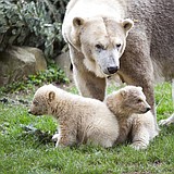Public debut without public for polar bear cubs at Dutch zoo
