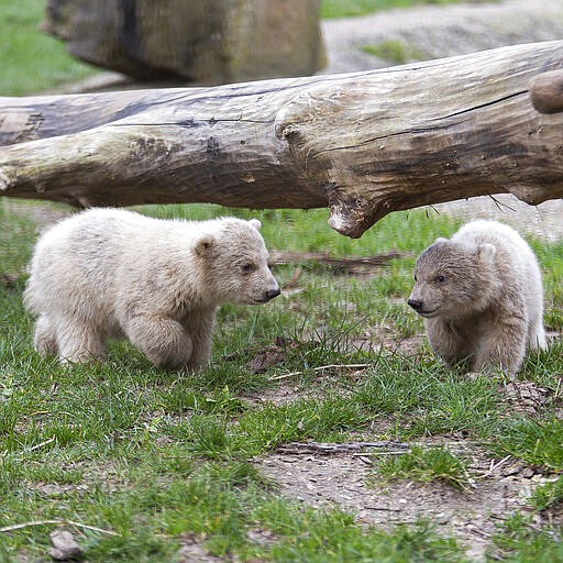 In this image released by Ouwehands Zoo Rhenen on Wednesday March 18, 2020, a pair of polar bear twins make their public debut at a Dutch zoo, without public because of coronavirus restrictions. The two youngsters cautiously ventured out of the maternity den at the Ouwehands Zoo on Wednesday morning, sticking close to their mother, called Freedom, as they explored their outdoor enclosure for the first time since they were born on Nov. 27.  (Tonny Hoevers, Ouwehands Zoo Rhenen via AP)