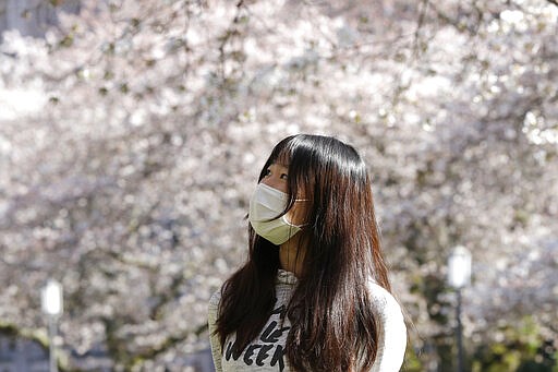 University of Washington senior Kim Liu looks up at some of the nearly 30 cherry trees nearing their peak bloom on the campus Thursday, March 19, 2020, in Seattle. The school is asking people to avoid coming to campus this year to comply with orders prohibiting gatherings of more than 50 people during the spread of COVID-19. The &quot;Somei-yoshino&quot; variety are particularly striking when they reach full bloom because unlike many other flowering tree species, their white-pink blossoms bloom before the leaves start filling in. (AP Photo/Elaine Thompson)