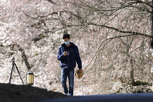 University of Washington freshman Byron Chen walks on the campus among the nearly 30 cherry trees nearing their peak bloom Thursday, March 19, 2020, in Seattle. The school is asking people to avoid coming to campus this year to comply with orders prohibiting gatherings of more than 50 people during the spread of COVID-19. The &quot;Somei-yoshino&quot; variety are particularly striking when they reach full bloom because unlike many other flowering tree species, their white-pink blossoms bloom before the leaves start filling in. (AP Photo/Elaine Thompson)