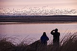 Montana's spring bird migration is on, but celebration off