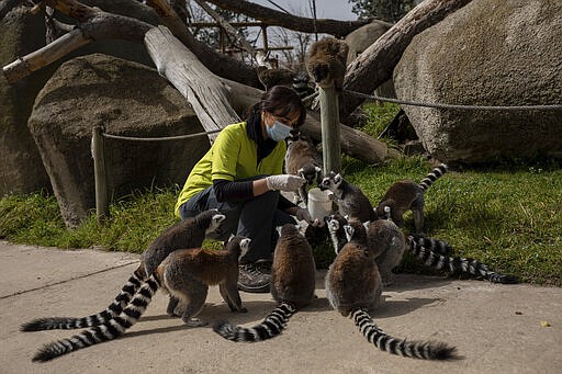 Veterinary Eva Martinez feeds lemurs during a daily check up at the Madrid Zoo, Spain, Thursday, March 19, 2020. It's feeding time for the animals and it business as usual at the Madrid Zoo and aquarium despite the state of emergency in place across Spain. Just like on the almost empty streets of the Madrid capital, the zoo workers are keeping a minimum social distancing between themselves and when possible with the animals. The vast majority of people recover from the new coronavirus. According to the World Health Organization, most people recover in about two to six weeks, depending on the severity of the disease. (AP Photo/Bernat Armangue)