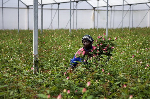 In this photo taken Thursday, March 19, 2020, farm worker Josephine Nyangaresi cuts roses to be thrown away at Maridadi Flowers farm in Naivasha, Kenya. With lockdowns and border restrictions around the world because of the coronavirus, the multibillion dollar flower industry in countries such as Kenya and the Netherlands has slumped. For many people the new coronavirus pandemic causes mild or moderate symptoms but for some it can cause severe illness. (AP Photo/Patrick Ngugi)