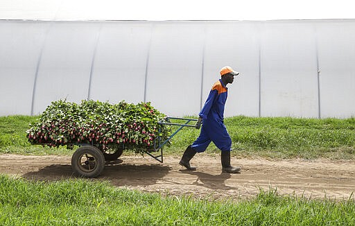 In this photo taken Thursday, March 19, 2020, farm worker Evans Makori pulls a handcart of roses to be thrown away at Maridadi Flowers farm in Naivasha, Kenya. With lockdowns and border restrictions around the world because of the coronavirus, the multibillion dollar flower industry in countries such as Kenya and the Netherlands has slumped. For many people the new coronavirus pandemic causes mild or moderate symptoms but for some it can cause severe illness. (AP Photo/Patrick Ngugi)