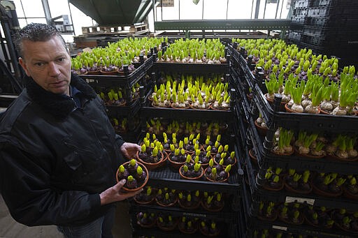 Henk van der Slot shows flowers which were destined to adorn Saint Peter's Square in Rome for Easter celebrations, at his farm in Lisse, near Amsterdam, Netherlands, Thursday, March 19, 2020. With lockdowns and border restrictions around the world because of the coronavirus the Netherlands' multibillion dollar flower industry has slumped. For most people, the new coronavirus causes only mild or moderate symptoms, such as fever and cough. For some, especially older adults and people with existing health problems, it can cause more severe illness, including pneumonia. (AP Photo/Peter Dejong)