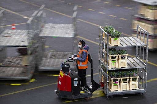 A worker with a face mask shifts flowers around a warehouse as empty racks are seen at flower auctioneer Royal FloraHolland in Aalsmeer, Netherlands, Thursday, March 19, 2020. Sales at major Dutch growers have slumped, forcing farmers to destroy their flower crops in this busy spring season when bulb fields erupt into color. With lockdowns and border restrictions around the world because of the coronavirus the Netherlands' multibillion dollar flower industry has slumped. For many people the new coronavirus pandemic causes mild or moderate symptoms but for some it can cause severe illness.(AP Photo/Peter Dejong)