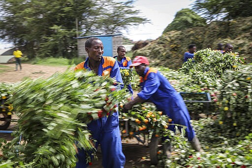 In this photo taken Thursday, March 19, 2020, farm workers dump piles of roses that are being thrown away at Maridadi Flowers farm in Naivasha, Kenya. With lockdowns and border restrictions around the world because of the coronavirus, the multibillion dollar flower industry in countries such as Kenya and the Netherlands has slumped. For many people the new coronavirus pandemic causes mild or moderate symptoms but for some it can cause severe illness. (AP Photo/Patrick Ngugi)