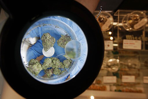 Budtender Varv Pavlova wears gloves while posing for photos holding marijuana samples under a magnifying glass at The Mission Cannabis Club dispensary in San Francisco, Thursday, March 19, 2020. (AP Photo/Jeff Chiu)