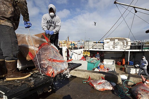 Opah fish are hauled onto a dock for sale Friday, March 20, 2020, in San Diego. Fishermen coming home to California after weeks at sea are find a state all but shuttered due to coronavirus measures, and nowhere to sell their catch. A handful of boats filled with tens of thousands of pounds of fish are now floating off San Diego's coast as they scramble to find customers. (AP Photo/Gregory Bull)