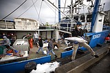 At sea during pandemic, fishermen return to stormy times