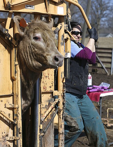 In this Tuesday, March 10, 2020 photo, Alana McNutt, a veterinarian at Tipton Veterinary Services, closes a cattle chute before vaccinating cattle belonging to Brad Albaugh on a farm belonging to Nick Stines of rural Lisbon, Iowa. McNutt works on both large and small animals at the veterinary clinic. (Rebecca F. Miller/The Gazette via AP)