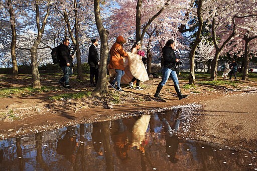 A family from Washington, who asked not to be named, walk to take photographs for the daughter's quinceanera, or fifteenth birthday celebration, under cherry blossom trees in full bloom along the tidal basin, Sunday, March 22, 2020, in Washington. Sections of the National Mall and tidal basin have been closed to vehicular traffic to encourage people to practice social distancing and not visit Washington's iconic cherry blossoms this year due to coronavirus concerns. The trees are in full bloom this week and would traditionally draw a large crowd. (AP Photo/Jacquelyn Martin)