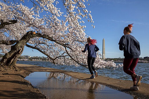 Summer Thomas, 16, left, and Emily Treacy, 18, both of McLean, Va., run past cherry blossom trees in bloom at the tidal basin, Sunday, March 22, 2020, in Washington. &quot;We run track together and we are trying to keep our workouts going,&quot; says Treacy, &quot;running is the one thing that makes it feel normal.&quot; The girls recently dyed their hair pink together via video chat with friends who are staying home due to coronavirus worries. Sections of the National Mall and tidal basin have been closed to vehicular traffic to encourage people to practice social distancing and not visit Washington's iconic cherry blossoms this year due to coronavirus concerns. The trees are in full bloom this week and would traditionally draw large crowds. (AP Photo/Jacquelyn Martin)