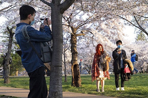 Milla Tang, center, and Aaron Chen, right, wait as Junjie Dong, left, takes a photograph as the college students visited cherry trees in full bloom, Sunday, March 22, 2020, along the tidal basin in Washington. &quot;I've heard people saying it's hilarious to wear masks,&quot; say Tang, who came early to avoid crowds, &quot;it makes me feel sad, masks aren't a joke, they can keep people safe. We want to be treated like everyone else, not like dangerous Asian people.&quot; Sections of the National Mall and tidal basin have been closed to vehicular traffic to encourage people to practice social distancing and not visit Washington's iconic cherry blossoms this year due to coronavirus concerns. The trees are in full bloom this week and would traditionally draw large crowds. (AP Photo/Jacquelyn Martin)