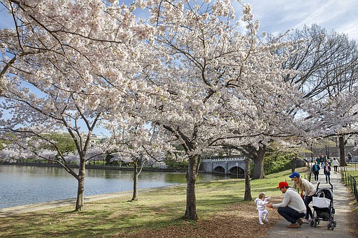 Charlotte Petersen, 1, toddles to her father, Billy Petersen, of Falls Church, Va., next to her mother Heather, as the family visits the cherry blossom trees in full bloom along the tidal basin, Sunday, March 22, 2020, in Washington. &quot;We wanted to get some fresh air and a change of scenery,&quot; says Heather Petersen, &quot;we figured if we came early and it wasn't crowded then we wouldn't be too on top of other people.&quot; Sections of the National Mall and tidal basin areas have been closed to vehicular traffic to encourage people to practice social distancing and not visit Washington's iconic cherry blossoms this year due to coronavirus concerns. The trees are in full bloom this week and would traditionally draw a large crowd. (AP Photo/Jacquelyn Martin)