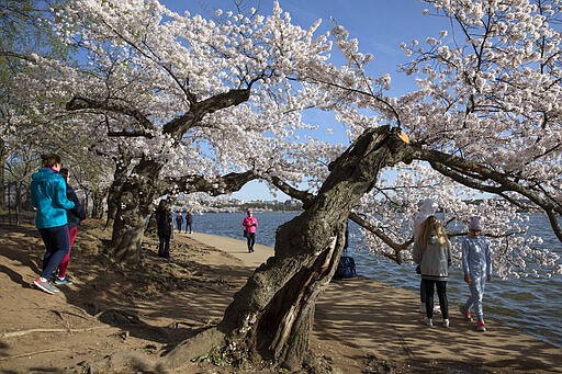 People visit the cherry blossom trees in full bloom at the tidal basin, Sunday, March 22, 2020, in Washington. Sections of the National Mall and tidal basin have been closed to vehicular traffic to encourage people to practice social distancing and not visit Washington's iconic cherry blossoms this year due to coronavirus concerns. The trees are in full bloom this week and would traditionally draw large crowds. (AP Photo/Jacquelyn Martin)