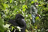 Africa's mountain gorillas also at risk from coronavirus