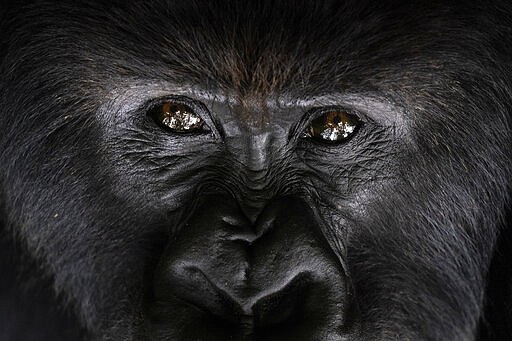 FILE- In this Sept. 2, 2019 photo, a silverback mountain gorilla named Segasira sits among plants in the Volcanoes National Park, Rwanda. Congo's Virunga National Park, home to about a third of the world's mountain gorillas, has barred visitors until June 1 2020, citing &quot;advice from scientific experts indicating that primates, including mountain gorillas, are likely susceptible to complications arising from the COVID-19 virus.&quot; (AP Photo/Felipe Dana-File)