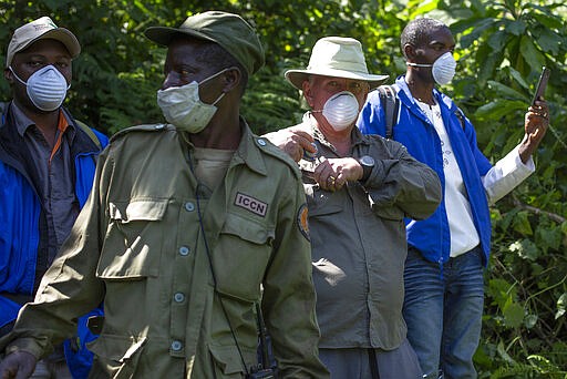 In this photo taken July 30, 2014, a tourist and park rangers wear protective masks as they visit the Virunga National Park in eastern Congo. Congo's Virunga National Park, home to about a third of the world's mountain gorillas, has barred visitors until June 1 2020, citing &quot;advice from scientific experts indicating that primates, including mountain gorillas, are likely susceptible to complications arising from the COVID-19 virus.&quot; (AP Photo/Jerome Delay)