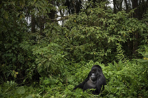 FILE- In this Sept. 2, 2019 photo, a silverback mountain gorilla named Segasira sits among plants in the Volcanoes National Park, Rwanda. Congo's Virunga National Park, home to about a third of the world's mountain gorillas, has barred visitors until June 1 2020, citing &quot;advice from scientific experts indicating that primates, including mountain gorillas, are likely susceptible to complications arising from the COVID-19 virus.&quot; (AP Photo/Felipe Dana-File)