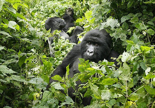 FILE- In this file photo taken Tuesday Nov. 25, 2008, two mountain gorillas are seen in the Virunga National Park in eastern Congo. Congo's Virunga National Park, home to about a third of the world's mountain gorillas, has barred visitors until June 1, 2020, citing &quot;advice from scientific experts indicating that primates, including mountain gorillas, are likely susceptible to complications arising from the COVID-19 virus.&quot;(AP Photo/Jerome Delay-File)