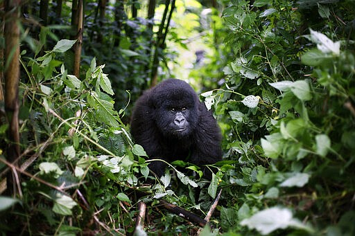 In this photo taken Dec. 11 2012, a young mountain gorilla is seen in the Virunga National Park in eastern Congo. Congo's Virunga National Park, home to about a third of the world's mountain gorillas, has barred visitors until June 1 2020, citing &quot;advice from scientific experts indicating that primates, including mountain gorillas, are likely susceptible to complications arising from the COVID-19 virus.&quot; (AP Photo/Jerome Delay