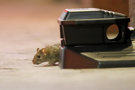 A rodent walks around a device with poisonous bait on Bourbon Street in New Orleans, Monday, March 23, 2020. Complicating New Orleans' fight against the new coronavirus spread, rats and mice are abandoning their hiding places in walls and rafters of shuttered businesses and venturing outside. On Bourbon Street, workers in protective clothing placed poisonous bait in storm drains and set out traps. &quot;Unfortunately, what's happening is, many of these rodents are looking for an alternative food source,&quot; Claudia Riegel, the city's pest control director, said Monday. (AP Photo/Gerald Herbert)