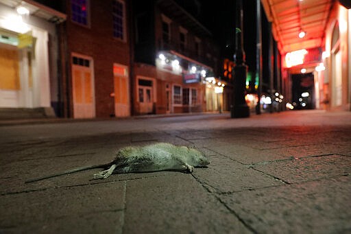 A dead rodent lies on the sidewalk of a deserted Bourbon Street, normally bustling with tourists and revelers, in New Orleans, Monday, March 23, 2020. Complicating New Orleans' fight against the new coronavirus spread, rats and mice are abandoning their hiding places in walls and rafters of shuttered businesses and venturing outside. On Bourbon Street, workers in protective clothing placed poisonous bait in storm drains and set out traps. &quot;Unfortunately, what's happening is, many of these rodents are looking for an alternative food source,&quot; Claudia Riegel, the city's pest control director, said Monday. (AP Photo/Gerald Herbert)