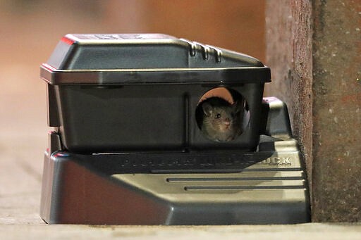 A rodent looks out from a device with poisonous bait on Bourbon Street in New Orleans, Monday, March 23, 2020. Complicating New Orleans' fight against the new coronavirus spread, rats and mice are abandoning their hiding places in walls and rafters of shuttered businesses and venturing outside. On Bourbon Street, workers in protective clothing placed poisonous bait in storm drains and set out traps. &quot;Unfortunately, what's happening is, many of these rodents are looking for an alternative food source,&quot; Claudia Riegel, the city's pest control director, said Monday. (AP Photo/Gerald Herbert)