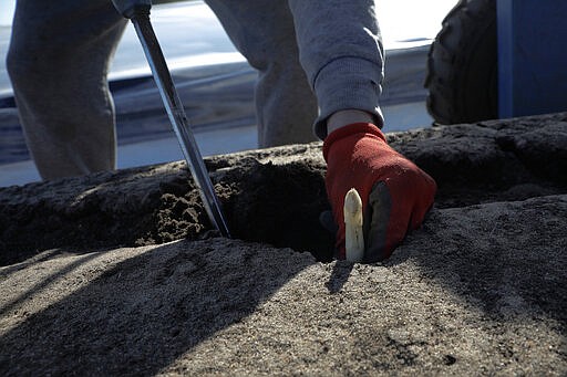 A seasonal worker from Rumania harvests asparagus on a field of farmer Henning Hoffheinz near Genthin, Germany, Wednesday, March 18, 2020. Last year, German farmers employed nearly 300,000 seasonal workers but as more and more European Union countries have restricted or stopped crossings of their usually near-invisible borders because of the coronavirus outbreak, Hoffheinz and others are left wondering how they will bring in their crops this year. (AP Photo/Markus Schreiber)