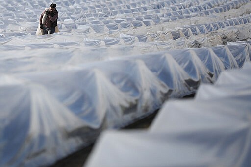 A seasonal worker from Rumania walks over a field of farmer Henning Hoffheinz during the works on asparagus harvest near Genthin, Germany, Wednesday, March 18, 2020. Last year, German farmers employed nearly 300,000 seasonal workers but as more and more European Union countries have restricted or stopped crossings of their usually near-invisible borders because of the coronavirus outbreak, Hoffheinz and others are left wondering how they will bring in their crops this year. (AP Photo/Markus Schreiber)