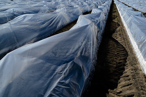 Asparagus is covered with plastic sheeting on a field of farmer Henning Hoffheinz near Genthin, Germany, Wednesday, March 18, 2020. Last year, German farmers employed nearly 300,000 seasonal workers but as more and more European Union countries have restricted or stopped crossings of their usually near-invisible borders because of the coronavirus outbreak, Hoffheinz and others are left wondering how they will bring in their crops this year. (AP Photo/Markus Schreiber)