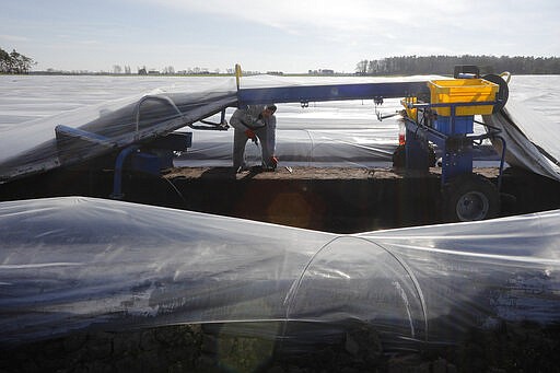 A seasonal worker from Rumania harvests asparagus on a field of farmer Henning Hoffheinz near Genthin, Germany, Wednesday, March 18, 2020. Last year, German farmers employed nearly 300,000 seasonal workers but as more and more European Union countries have restricted or stopped crossings of their usually near-invisible borders because of the coronavirus outbreak, Hoffheinz and others are left wondering how they will bring in their crops this year. (AP Photo/Markus Schreiber)