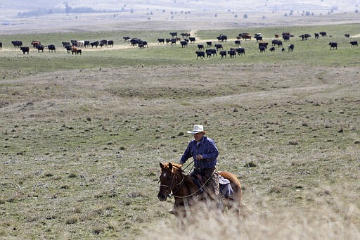 In this photo taken March 20, 2020, cattle rancher Joe Whitesell rides his horse in a field near Dufur, Oregon, as he helps a friend herd cattle. Tiny towns tucked into Oregon's windswept plains and cattle ranches miles from anywhere in South Dakota might not have had a single case of the new coronavirus yet, but their residents fear the spread of the disease to areas with scarce medical resources, the social isolation that comes when the only diner in town closes its doors and the economic free fall that's already hitting them hard. (AP Photo/Gillian Flaccus)