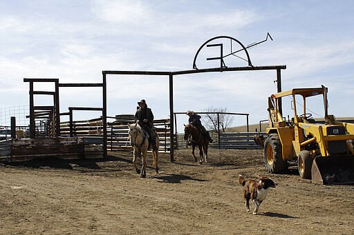 In this photo taken March 20, 2020, cattle rancher Mike Filbin, front, and his friend, Joe Whitesell, behind, prepare to herd cattle at Filbin's ranch in Dufur, Oregon. Tiny towns tucked into Oregon's windswept plains and cattle ranches miles from anywhere in South Dakota might not have had a single case of the new coronavirus yet, but their residents fear the spread of the disease to areas with scarce medical resources, the social isolation that comes when the only diner in town closes its doors and the economic free fall that's already hitting them hard. (AP Photo/Gillian Flaccus)