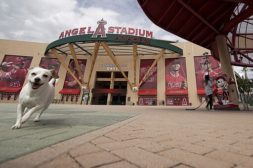 A woman walks her dog by an empty Angel Stadium of Anaheim in Anaheim, Calif., Wednesday, March 25, 2020. There will be empty ballparks on what was supposed to be Major League Baseball's opening day, with the start of the Major League Baseball regular season indefinitely on hold because of the coronavirus pandemic. (AP Photo/Chris Carlson)