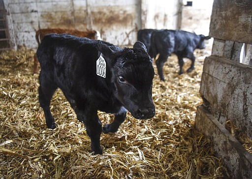 Calves are moved out of the barn and to the pasture on Saturday, March 21, 2020 at Bones Hereford Ranch in Parker S.D. (Abigail Dollins/The Argus Leader via AP)