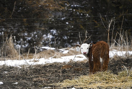 A newborn calf roams in the pasture on Saturday, March 21, 2020 at Bones Hereford Ranch in Parker S.D. (Abigail Dollins/The Argus Leader via AP)