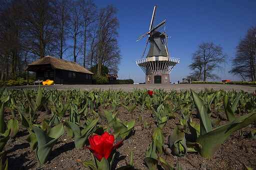 The first tulips start to blossom at the empty, world-renowned, Dutch flower garden Keukenhof which was closed because of the coronavrius, in Lisse, Netherlands, Thursday, March 26, 2020. Keukenhof will not open this year after the Dutch government extended its ban on gatherings to June 1 in an attempt to slow the spread of the virus. Instead of opening, it will allow people to virtually visit its colorful floral displays through its social media and online channels. The new coronavirus causes mild or moderate symptoms for most people, but for some, especially older adults and people with existing health problems, it can cause more severe illness or death. (AP Photo/Peter Dejong)