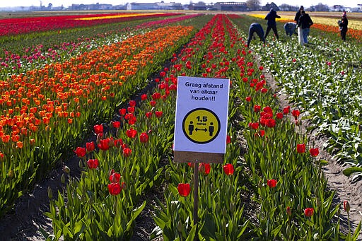 A sign asking people to observe social distancing and keep 1.5 meters, or five feet, apart to reduce the spread of the corona virus was put up in a field of tulips in Lisse, Netherlands, Thursday, March 26, 2020. The world-renowned Dutch flower garden Keukenhof in Lisse will not open this year after the Dutch government extended its ban on gatherings to June 1 in an attempt to slow the spread of the coronavirus. Instead of opening, it will allow people to virtually visit its colorful floral displays through its social media and online channels. The new coronavirus causes mild or moderate symptoms for most people, but for some, especially older adults and people with existing health problems, it can cause more severe illness or death. (AP Photo/Peter Dejong)