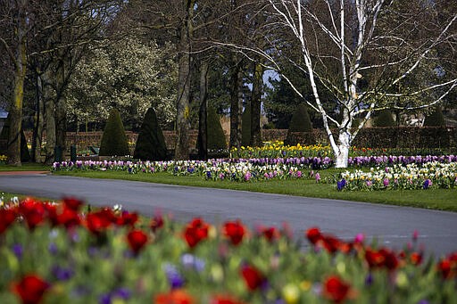 View of the empty, world-renowned, Dutch flower garden Keukenhof which was closed because of the coronavirus, in Lisse, Netherlands, Thursday, March 26, 2020. Keukenhof, which attracted 1.5 million visitors last year, will not open after the Dutch government extended its ban on gatherings to June 1 in an attempt to slow the spread of the virus. Instead of opening, it will allow people to virtually visit its colorful floral displays through its social media and online channels. The new coronavirus causes mild or moderate symptoms for most people, but for some, especially older adults and people with existing health problems, it can cause more severe illness or death. (AP Photo/Peter Dejong)