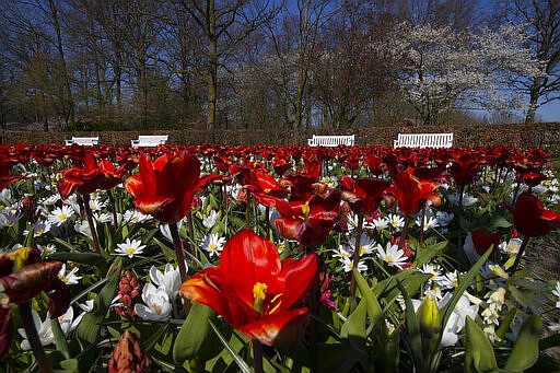 Lanes and benches void of visitors are seen at the world-renowned, Dutch flower garden Keukenhof which was closed because of the coronavirus, in Lisse, Netherlands, Thursday, March 26, 2020. Keukenhof will not open this year after the Dutch government extended its ban on gatherings to June 1 in an attempt to slow the spread of the virus. Instead of opening, it will allow people to virtually visit its colorful floral displays through its social media and online channels. The new coronavirus causes mild or moderate symptoms for most people, but for some, especially older adults and people with existing health problems, it can cause more severe illness or death. (AP Photo/Peter Dejong)