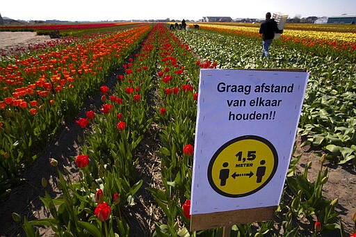 A sign asking people to observe social distancing and keep 1.5 meters, or five feet, apart to reduce the spread of the coronavirus was put up in a field of tulips in Lisse, Netherlands, Thursday, March 26, 2020. The world-renowned Dutch flower garden Keukenhof in Lisse will not open this year after the Dutch government extended its ban on gatherings to June 1 in an attempt to slow the spread of the coronavirus. Instead of opening, it will allow people to virtually visit its colorful floral displays through its social media and online channels. The new coronavirus causes mild or moderate symptoms for most people, but for some, especially older adults and people with existing health problems, it can cause more severe illness or death. (AP Photo/Peter Dejong)