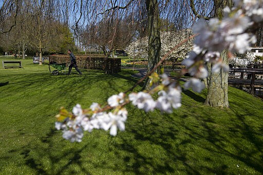 An employee pushes a wheelbarrow though the empty world-renowned, Dutch flower garden Keukenhof which was closed because of the coronavirus, in Lisse, Netherlands, Thursday, March 26, 2020. Keukenhof, which attracted 1.5 million visitors last year, will not open after the Dutch government extended its ban on gatherings to June 1 in an attempt to slow the spread of the virus. Instead of opening, it will allow people to virtually visit its colorful floral displays through its social media and online channels. The new coronavirus causes mild or moderate symptoms for most people, but for some, especially older adults and people with existing health problems, it can cause more severe illness or death. (AP Photo/Peter Dejong)