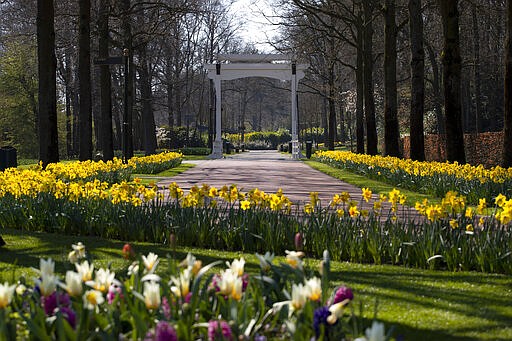 View of the empty, world-renowned, Dutch flower garden Keukenhof which was closed because of the coronavirus, in Lisse, Netherlands, Thursday, March 26, 2020. Keukenhof, which attracted 1.5 million visitors last year, will not open after the Dutch government extended its ban on gatherings to June 1 in an attempt to slow the spread of the virus. Instead of opening, it will allow people to virtually visit its colorful floral displays through its social media and online channels. The new coronavirus causes mild or moderate symptoms for most people, but for some, especially older adults and people with existing health problems, it can cause more severe illness or death. (AP Photo/Peter Dejong)