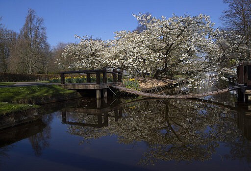 Cherry trees blossom at the empty, world-renowned, Dutch flower garden Keukenhof which was closed because of the coronavirus, in Lisse, Netherlands, Thursday, March 26, 2020. Keukenhof will not open this year after the Dutch government extended its ban on gatherings to June 1 in an attempt to slow the spread of the virus. Instead of opening, it will allow people to virtually visit its colorful floral displays through its social media and online channels. The new coronavirus causes mild or moderate symptoms for most people, but for some, especially older adults and people with existing health problems, it can cause more severe illness or death. (AP Photo/Peter Dejong)