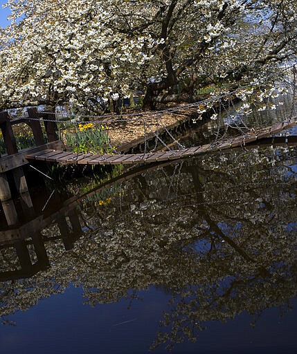 View of the empty, world-renowned, Dutch flower garden Keukenhof which was closed because of the coronavirus, in Lisse, Netherlands, Thursday, March 26, 2020. Keukenhof, which attracted 1.5 million visitors last year, will not open after the Dutch government extended its ban on gatherings to June 1 in an attempt to slow the spread of the virus. Instead of opening, it will allow people to virtually visit its colorful floral displays through its social media and online channels. The new coronavirus causes mild or moderate symptoms for most people, but for some, especially older adults and people with existing health problems, it can cause more severe illness or death. (AP Photo/Peter Dejong)