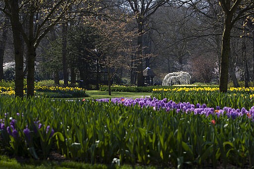 Lanes void of visitors are seen at the world-renowned, Dutch flower garden Keukenhof which was closed because of the coronavirus, in Lisse, Netherlands, Thursday, March 26, 2020. Keukenhof, which attracted 1.5 million visitors will not open this year after the Dutch government extended its ban on gatherings to June 1 in an attempt to slow the spread of the virus. Instead of opening, it will allow people to virtually visit its colorful floral displays through its social media and online channels. The new coronavirus causes mild or moderate symptoms for most people, but for some, especially older adults and people with existing health problems, it can cause more severe illness or death. (AP Photo/Peter Dejong)