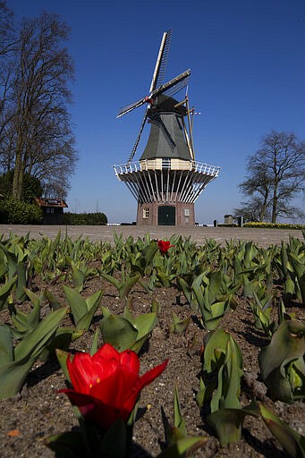 View of the empty, world-renowned, Dutch flower garden Keukenhof which was closed because of the coronavirus, in Lisse, Netherlands, Thursday, March 26, 2020. Keukenhof, which attracted 1.5 million visitors last year, will not open after the Dutch government extended its ban on gatherings to June 1 in an attempt to slow the spread of the virus. Instead of opening, it will allow people to virtually visit its colorful floral displays through its social media and online channels. The new coronavirus causes mild or moderate symptoms for most people, but for some, especially older adults and people with existing health problems, it can cause more severe illness or death. (AP Photo/Peter Dejong)